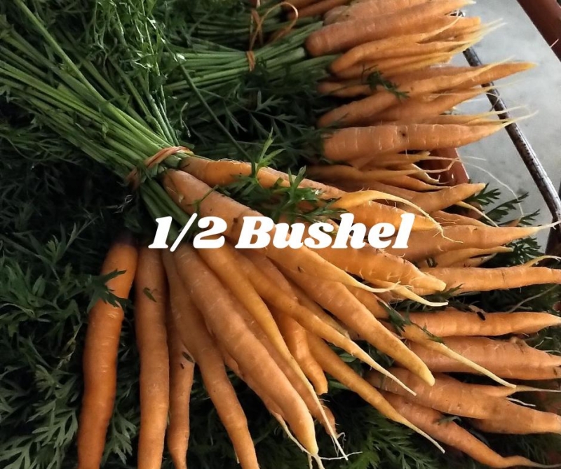 picture of 1/2 bushel of carrots